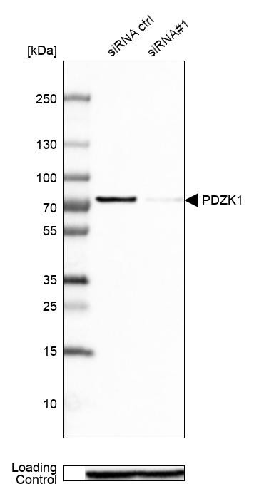 PDZK1 Antibody