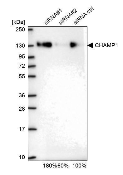 CHAMP1 Antibody