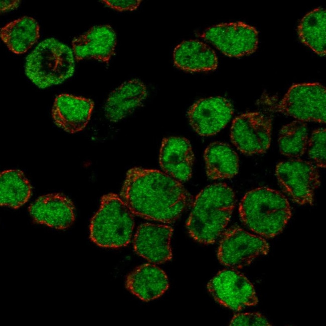 ZHX2 Antibody in Immunocytochemistry (ICC/IF)