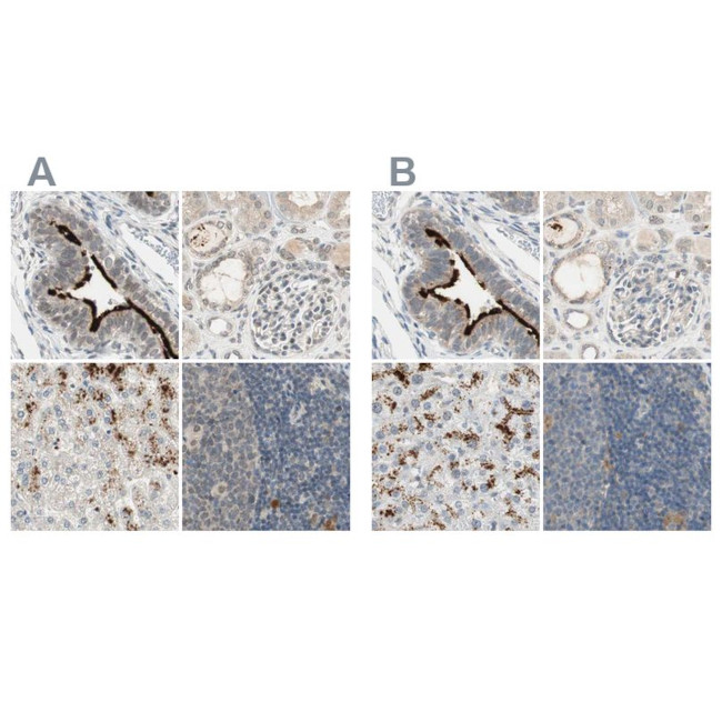 MS4A8B Antibody in Immunohistochemistry (IHC)