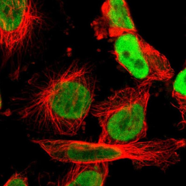 ILF2 Antibody in Immunocytochemistry (ICC/IF)