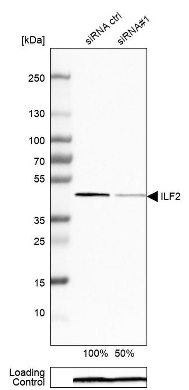 ILF2 Antibody in Western Blot (WB)