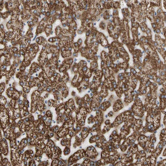 FAM110B Antibody in Immunohistochemistry (Paraffin) (IHC (P))