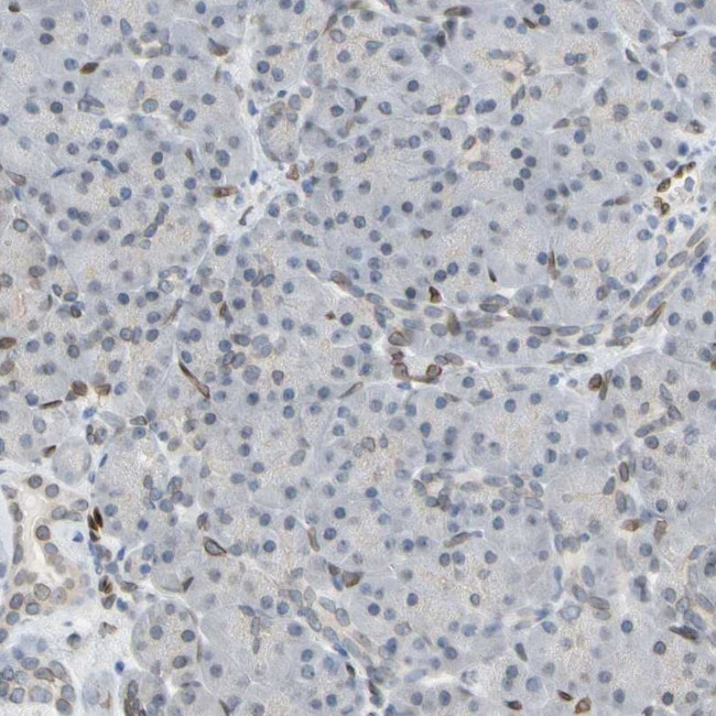 UNC84A Antibody in Immunohistochemistry (IHC)