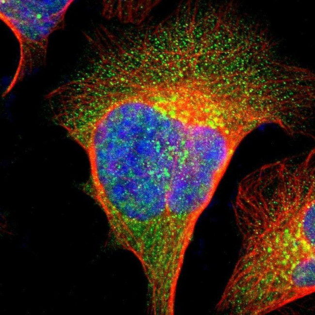 IMPAD1 Antibody in Immunocytochemistry (ICC/IF)