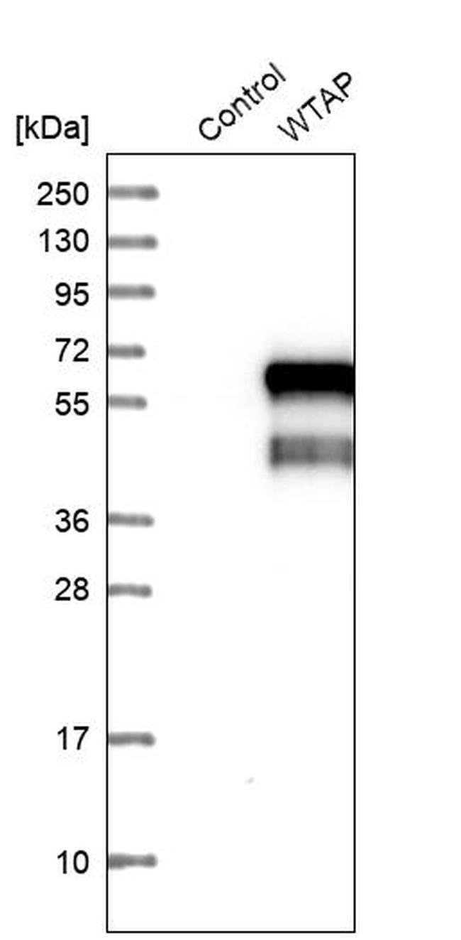 WTAP Polyclonal Antibody (PA552704)