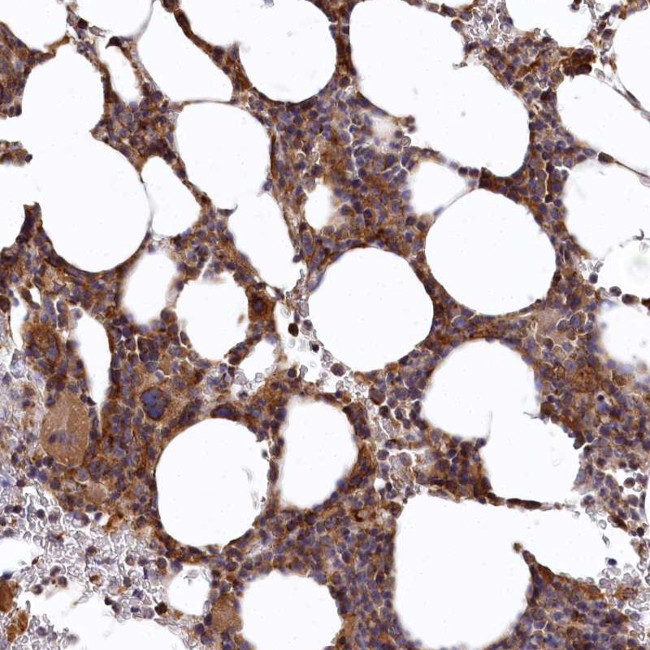 C9orf89 Antibody in Immunohistochemistry (Paraffin) (IHC (P))