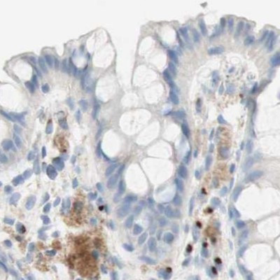 MANEA Antibody in Immunohistochemistry (IHC)