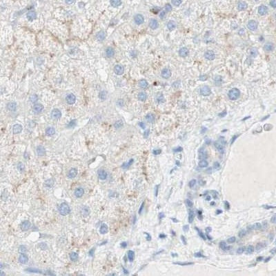 MANEA Antibody in Immunohistochemistry (IHC)