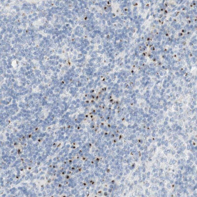 MANEA Antibody in Immunohistochemistry (IHC)