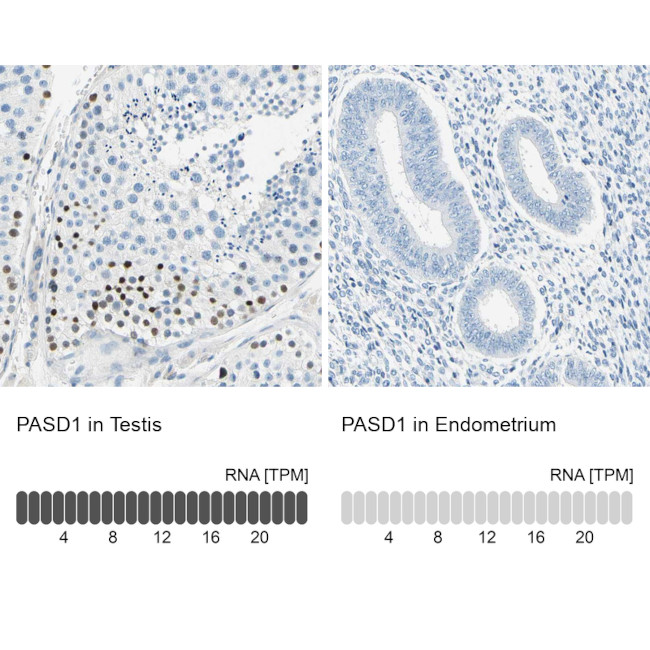 PASD1 Antibody