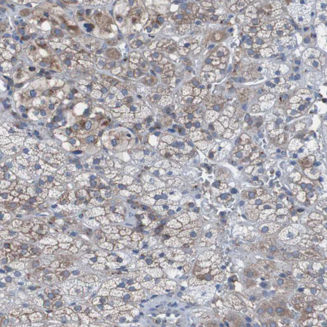 KIAA1024 Antibody in Immunohistochemistry (Paraffin) (IHC (P))