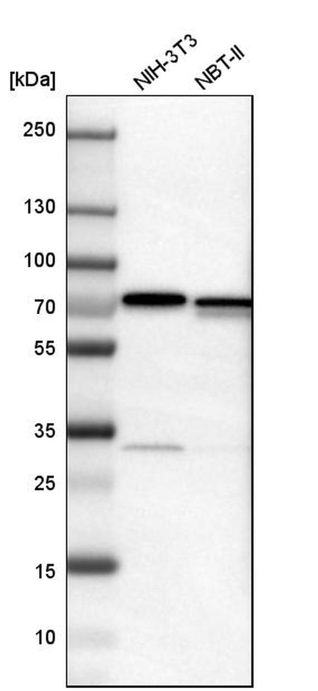LRRC47 Antibody in Western Blot (WB)