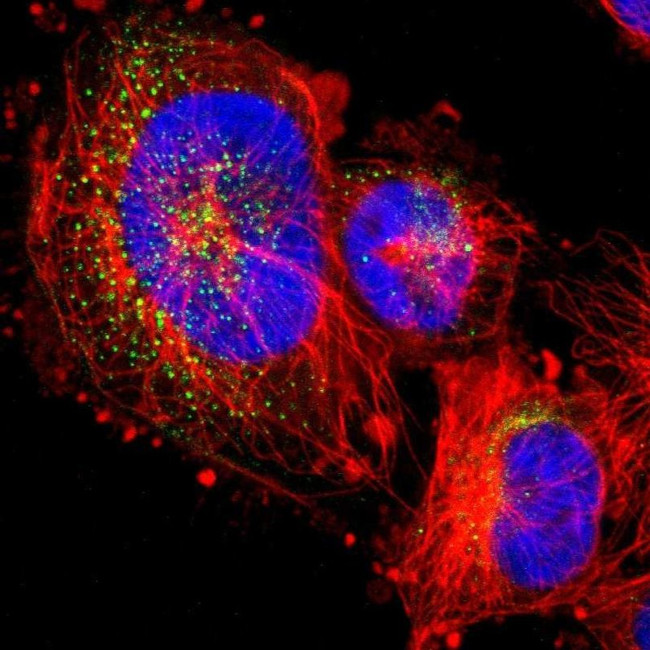 FKBP9 Antibody in Immunocytochemistry (ICC/IF)