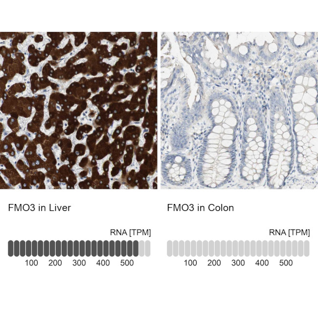 FMO3 Antibody in Immunohistochemistry (IHC)