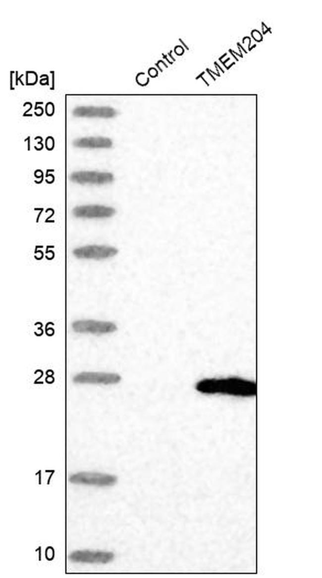 TMEM204 Antibody in Western Blot (WB)