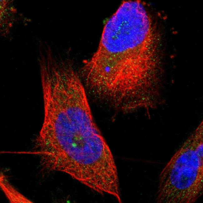 TMEM120B Antibody in Immunocytochemistry (ICC/IF)