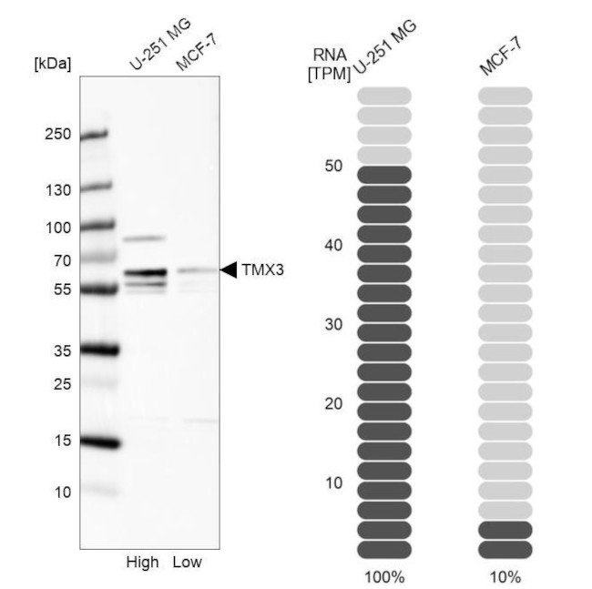 TMX3 Antibody