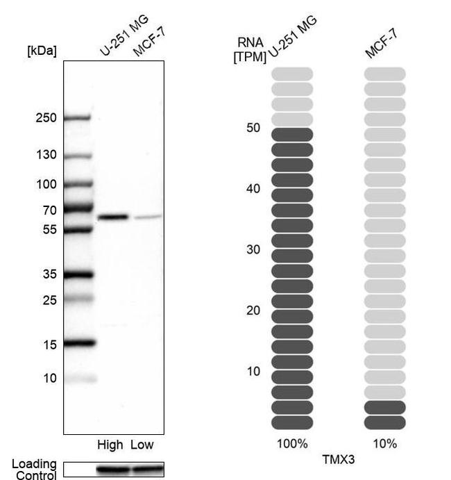 TMX3 Antibody in Western Blot (WB)