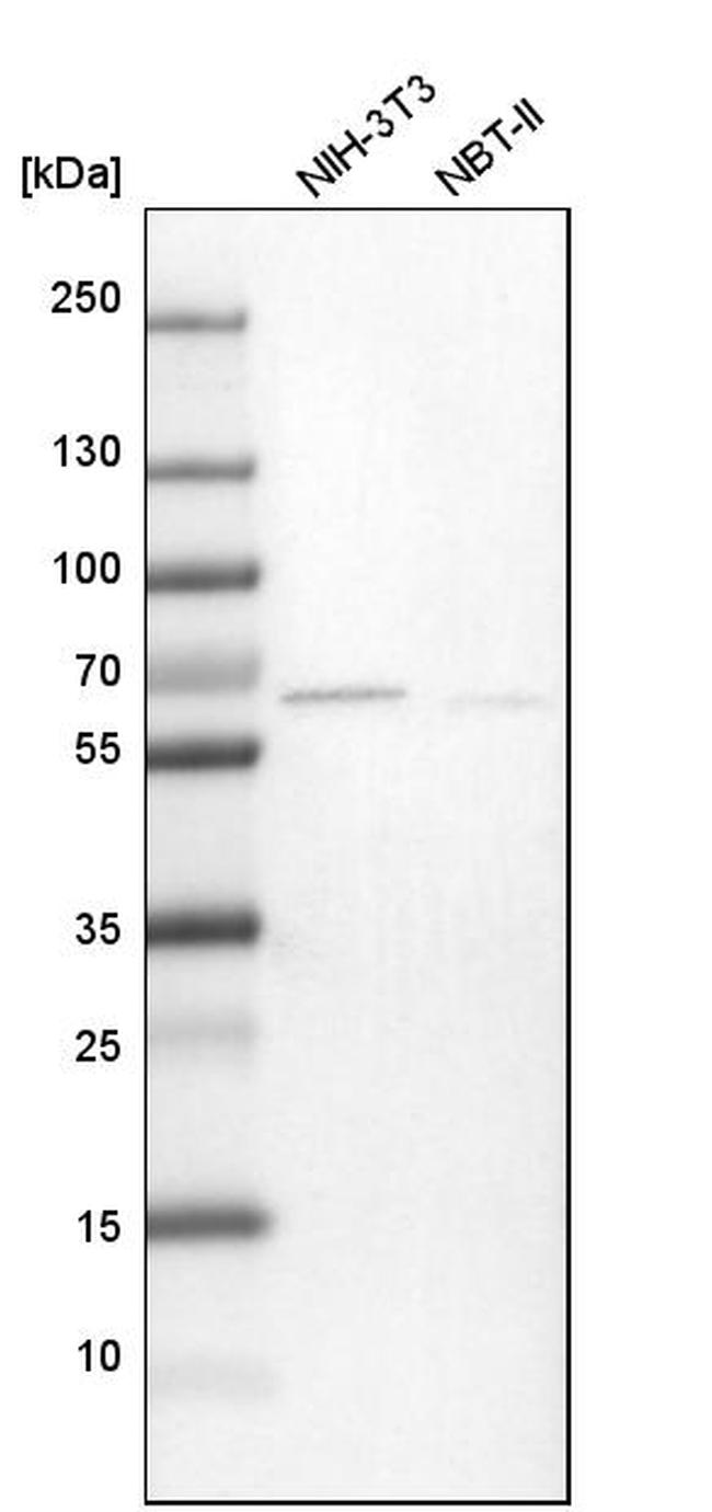 TMX3 Antibody in Western Blot (WB)