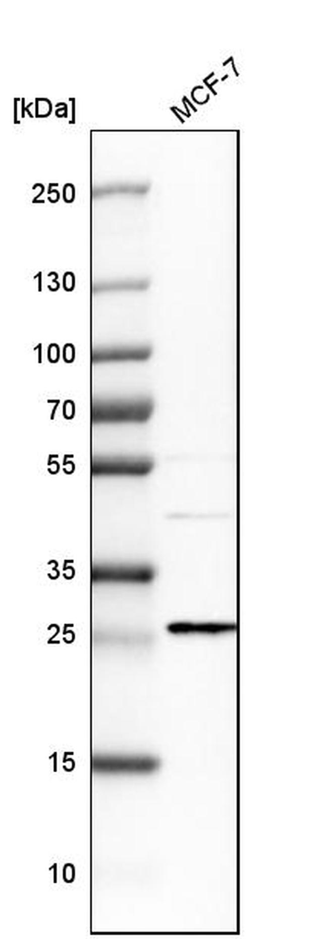 EMP2 Antibody in Western Blot (WB)