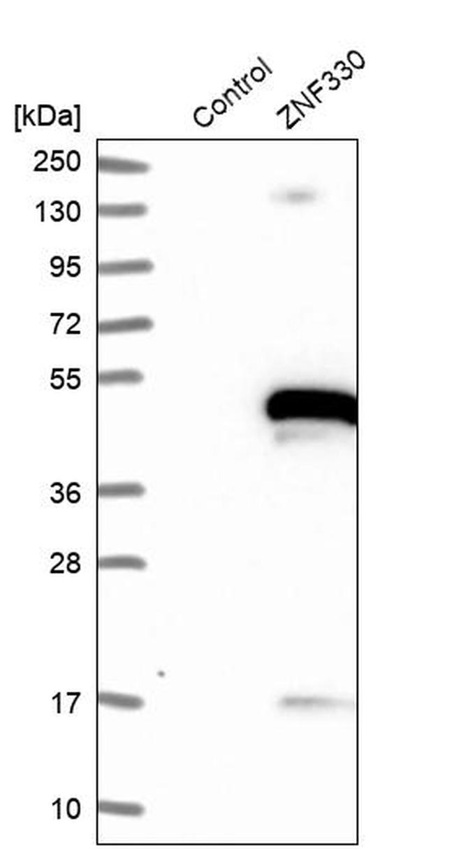 ZNF330 Antibody in Western Blot (WB)