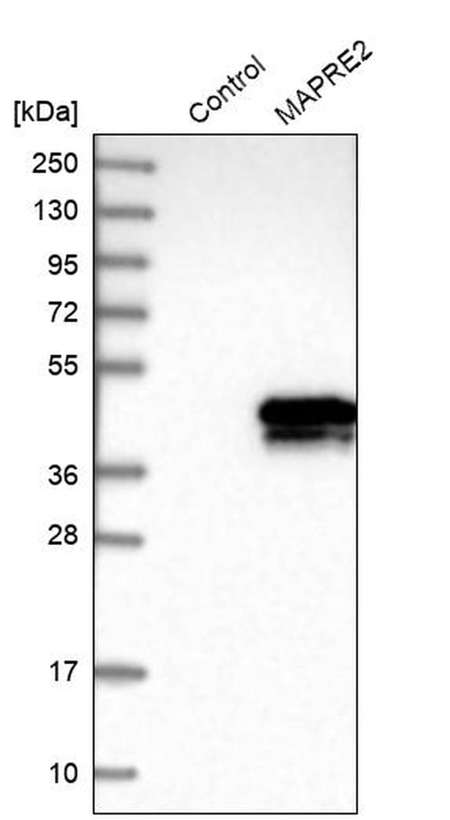 MAPRE2 Antibody in Western Blot (WB)