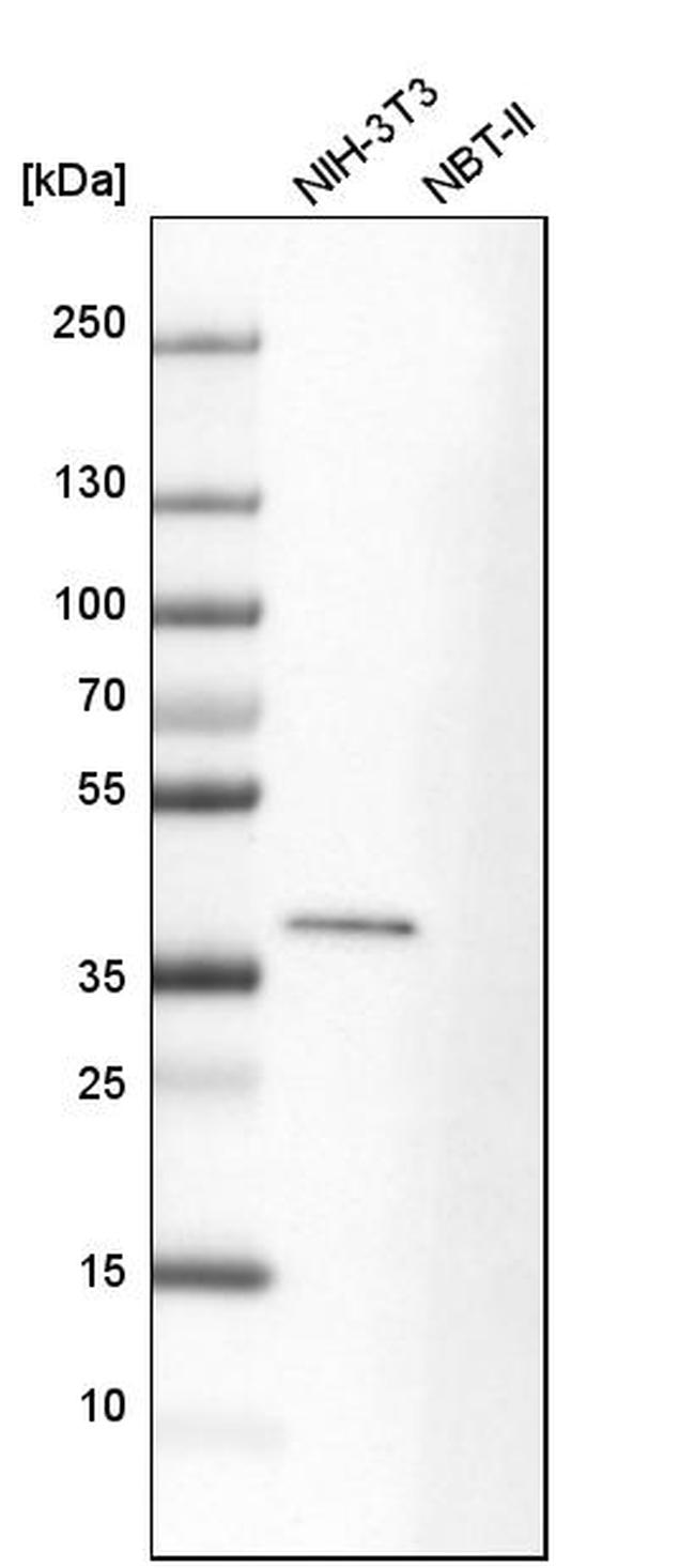MAPRE2 Antibody in Western Blot (WB)