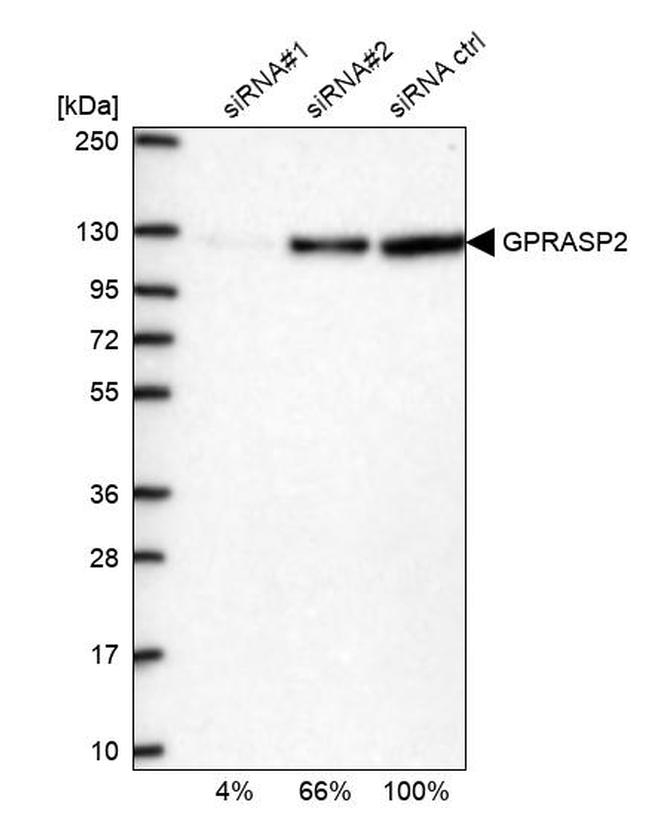 GPRASP2 Antibody in Western Blot (WB)