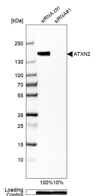 Ataxin 2 Antibody