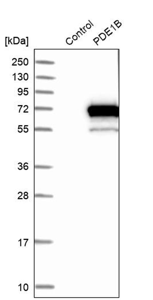 PDE1B Antibody in Western Blot (WB)