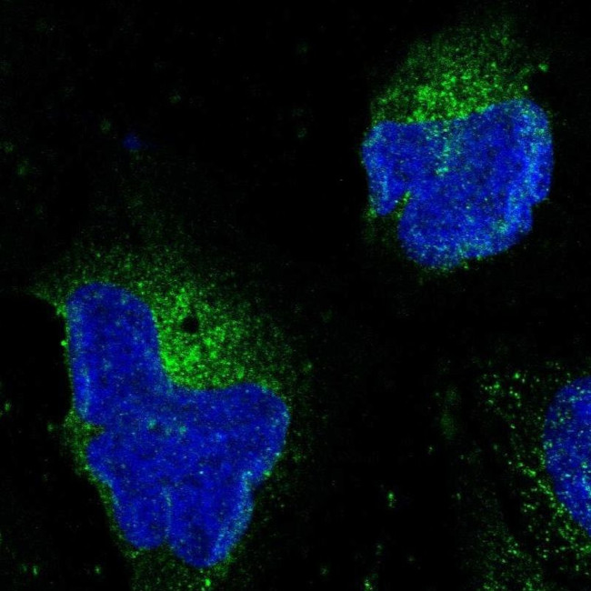 HAPLN1 Antibody in Immunocytochemistry (ICC/IF)