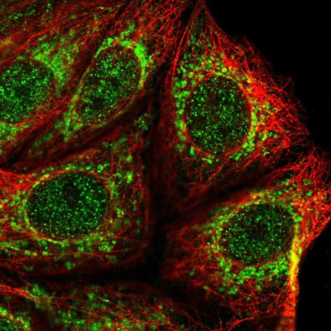 KIAA0391 Antibody in Immunocytochemistry (ICC/IF)