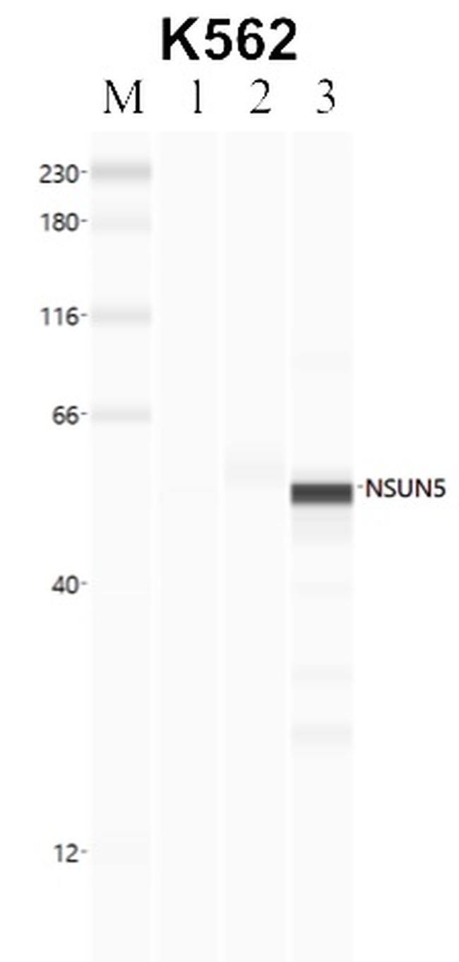 NSUN5 Antibody in RNA Immunoprecipitation (RIP)