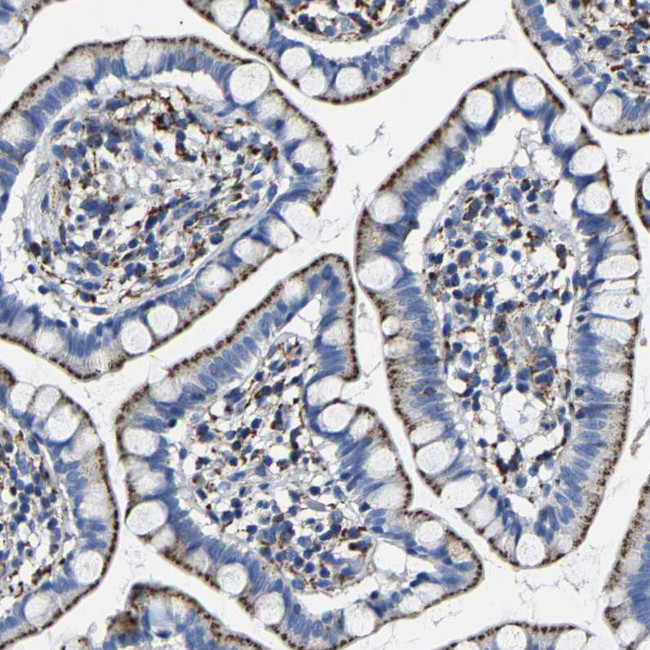 LAMTOR4 Antibody in Immunohistochemistry (Paraffin) (IHC (P))