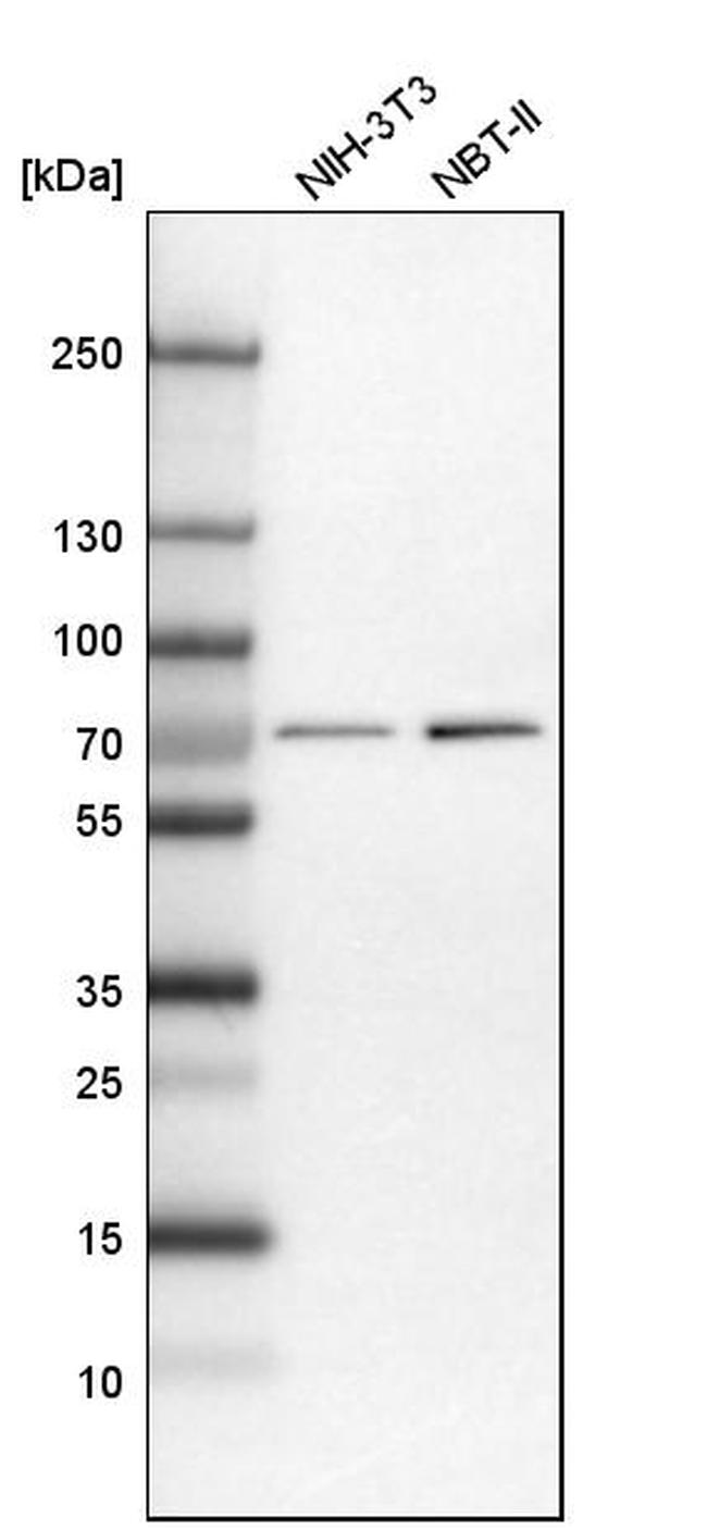 NPLOC4 Antibody in Western Blot (WB)