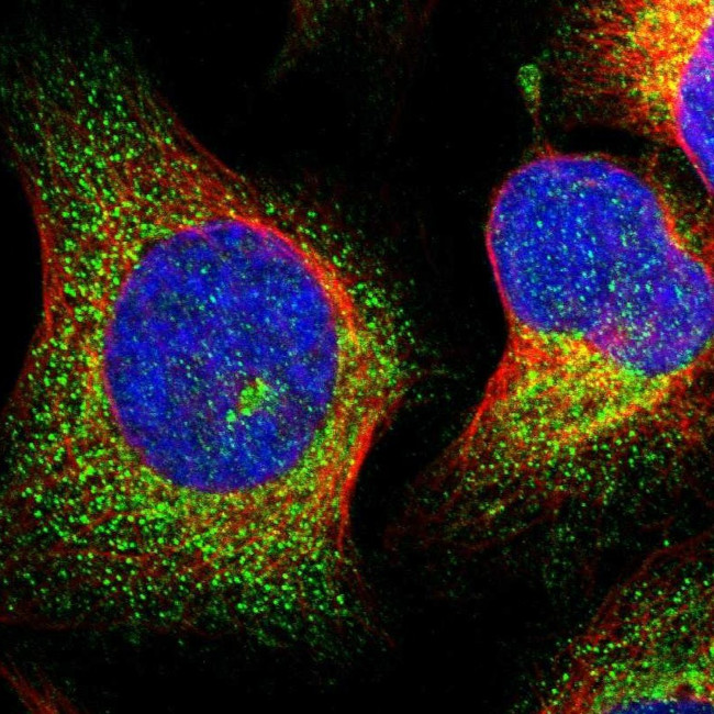 MRPL50 Antibody in Immunocytochemistry (ICC/IF)