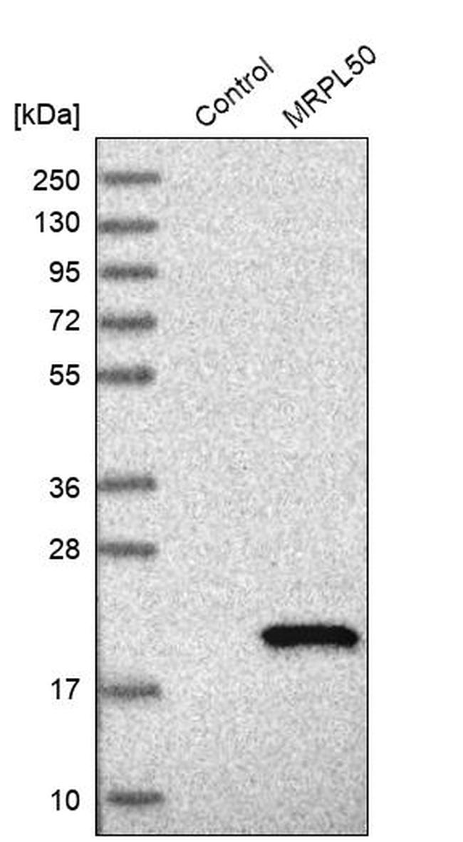 MRPL50 Antibody in Western Blot (WB)