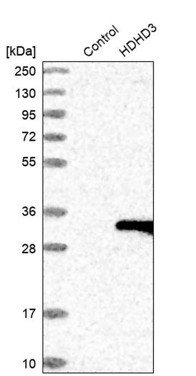 HDHD3 Antibody in Western Blot (WB)