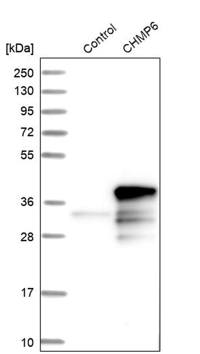 CHMP6 Antibody in Western Blot (WB)