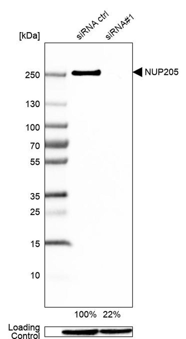 NUP205 Antibody in Western Blot (WB)