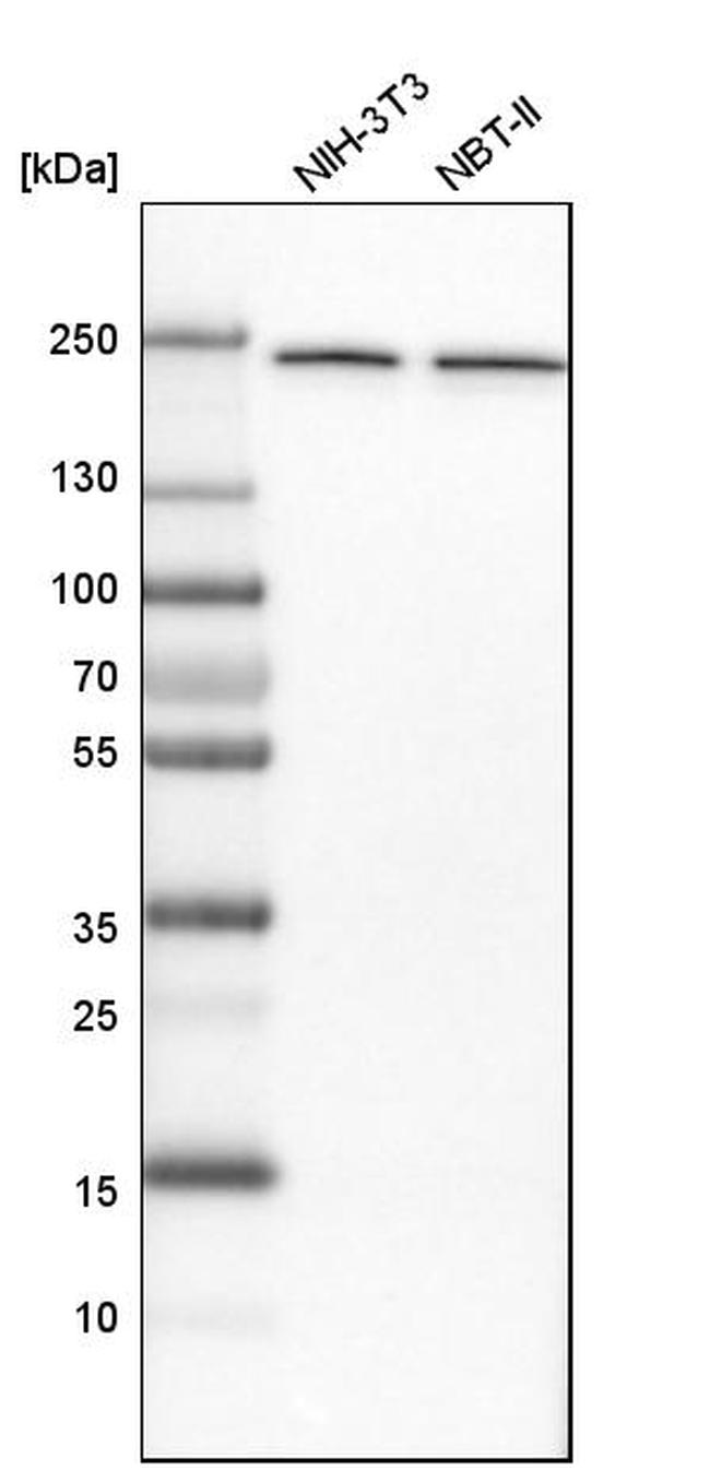 NUP205 Antibody in Western Blot (WB)