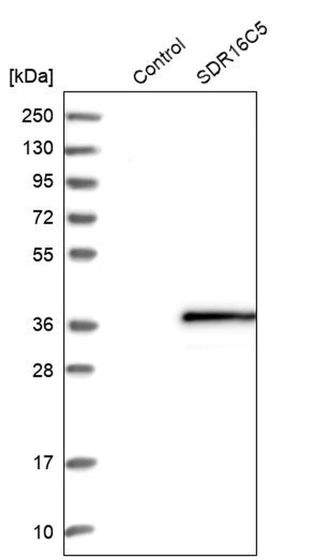 SDR16C5 Antibody in Western Blot (WB)