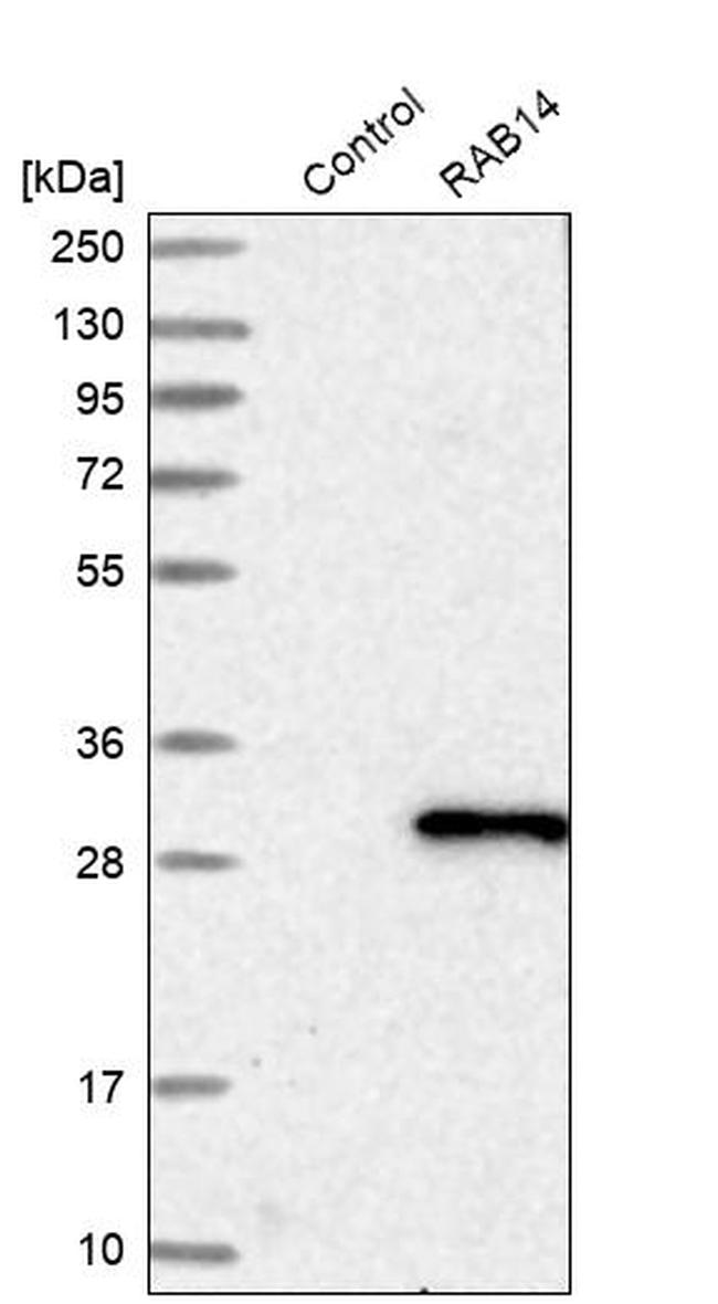RAB14 Antibody in Western Blot (WB)