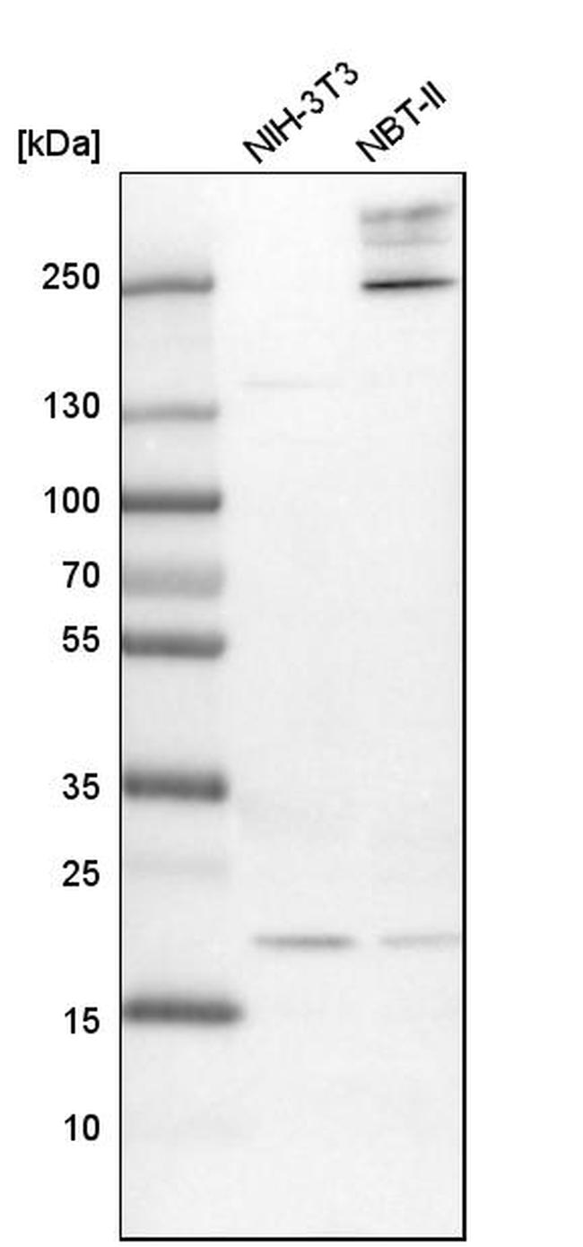 UFC1 Antibody in Western Blot (WB)