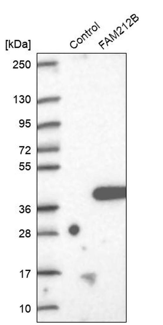 FAM212B Antibody in Western Blot (WB)