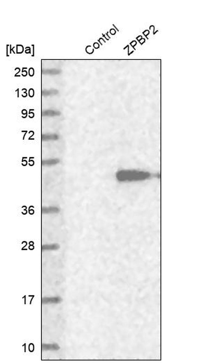 ZPBP2 Antibody in Western Blot (WB)