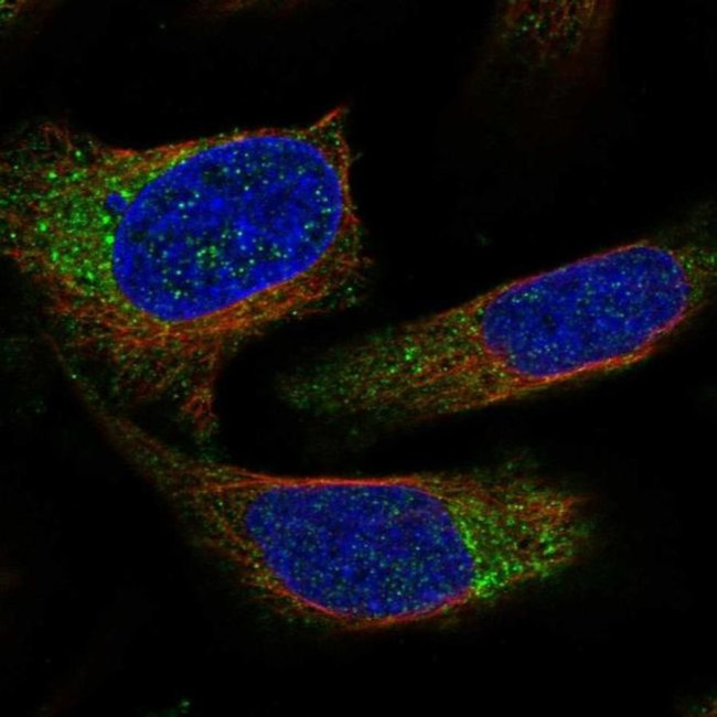 NECAP2 Antibody in Immunocytochemistry (ICC/IF)