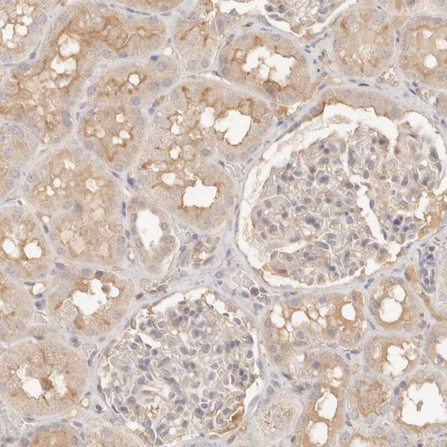 NECAP2 Antibody in Immunohistochemistry (IHC)