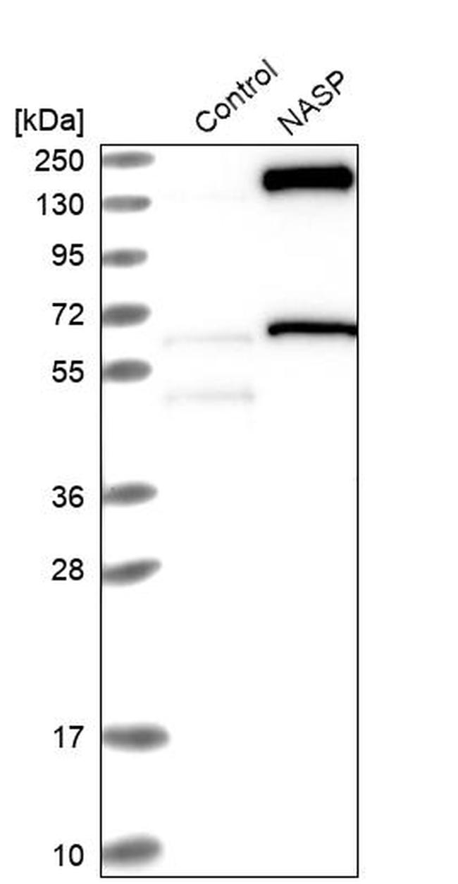 NASP Antibody in Western Blot (WB)